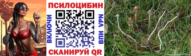 Псилоцибиновые грибы GOLDEN TEACHER  продажа наркотиков  Новоржев 